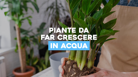 Piante da Far Crescere in Acqua: Verde Che Si Sviluppa Senza Terra