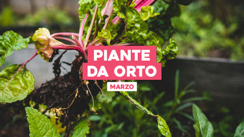 Piante da Orto Marzo: Preparati per una Coltivazione Rigogliosa
