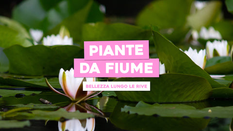 Piante da Fiume: Bellezza Naturale Lungo le Rive