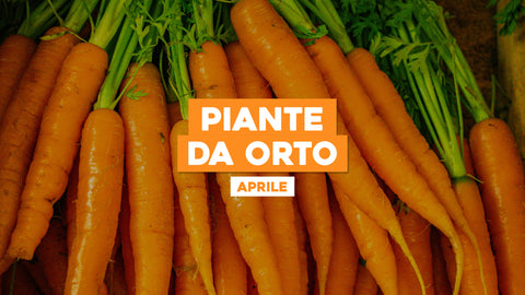 Piante da Orto Aprile: Cosa Piantare per un Raccolto Saporito