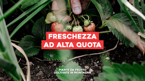 Piante da Frutto Coltivate in Montagna: Freschezza e Gusto di Alta Quota