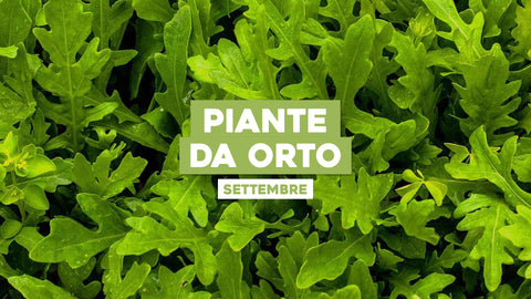 Piante da Orto Settembre: Raccogli i Frutti del Tuo Lavoro Autunnale