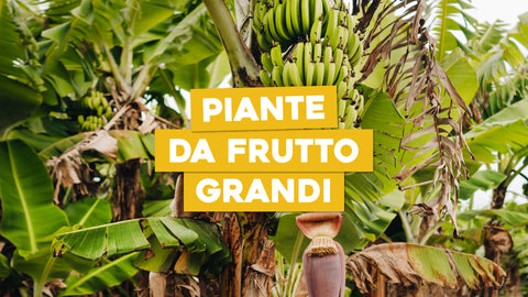 Piante da Frutto Grandi: Produttività e Bellezza nel Tuo Giardino