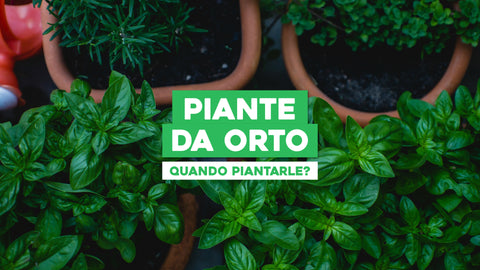 Piante da Orto Quando Piantare: Guida Sulle Migliori Tempistiche di Piantumazione