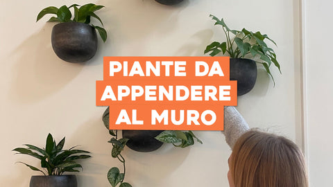 Piante da Appendere al Muro: Decorazioni Verticali per la Tua Casa