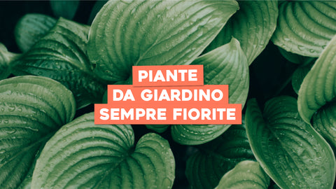Piante da Giardino Fiorite Tutto l'Anno: Colore e Bellezza Continua