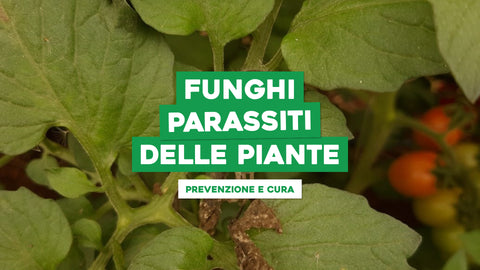 Funghi Piante Appartamento: Prevenzione e Cura Naturale
