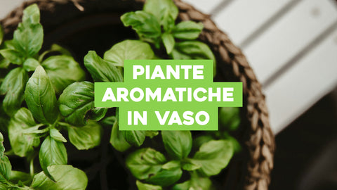 Coltivare piante aromatiche in vaso: idee per la tua casa