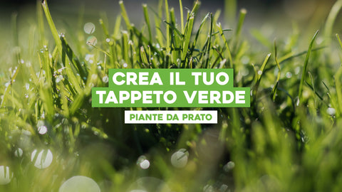 Piante da Prato: Creazione di un Tappeto Verde Perfetto