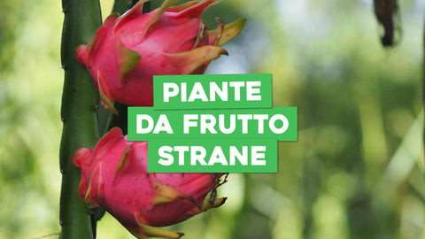 Piante da Frutto Strane: Scopri e Coltiva Varietà Uniche