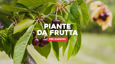 Piante da Frutta per Giardino: Raccogli il Gusto Delle Tue Coltivazioni