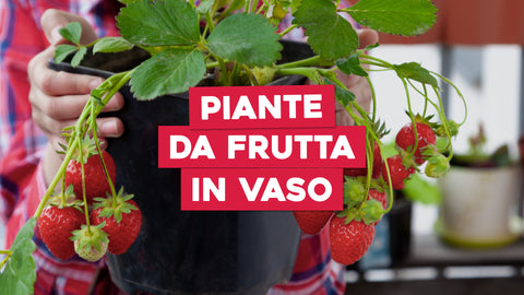 Piante da Frutta in Vaso: Gusto Fresco e Naturale a Portata di Mano