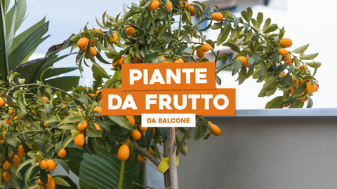 Piante da Frutto da Balcone: Coltivazioni Gustose Anche in Spazi Ridotti