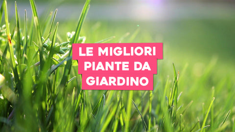 Migliori Piante da Giardino: Scopri le Varietà per un Giardino Fiorito