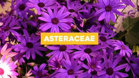 Asteraceae: Esplorando la Famiglia delle Composite