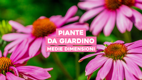 Piante da Giardino di Medie Dimensioni: Bellezza Equilibrata e Versatile