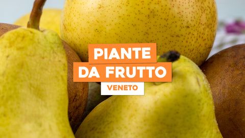 Piante da Frutto Antiche Veneto: Storie e Aromi della Nostra Terra ...