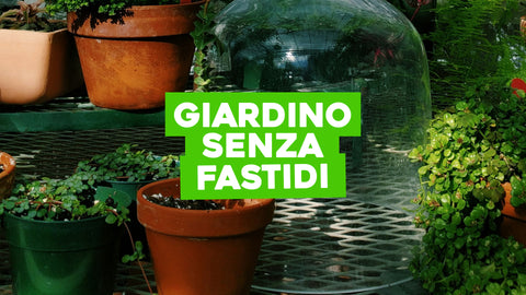 Moscerini Vasi Piante: Soluzioni Pratiche per un Giardino Senza Fastidi