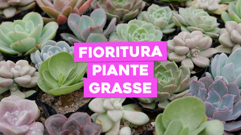 Fioritura Piante Grasse: Spettacolo di Colori Succulenti