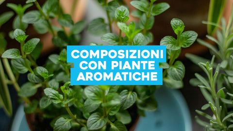Composizioni con piante aromatiche: i nostri consigli