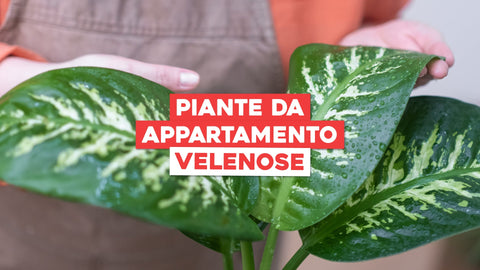 Piante da Appartamento Velenose: Conoscere e Gestire il Verde con Cura
