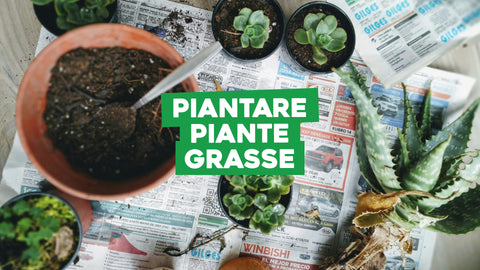 Come piantare piante grasse: i nostri consigli