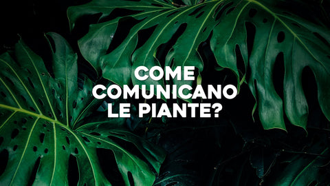 Come comunicano le piante: tutto ciò che devi sapere