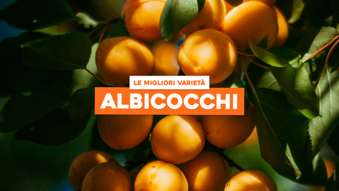 Piante Albicocco Varietà: Le Migliori Varietà per il Tuo Giardino