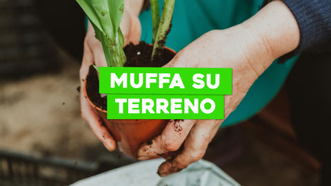 Muffa sul Terreno delle Piante: Come Affrontare il Problema alla Radice