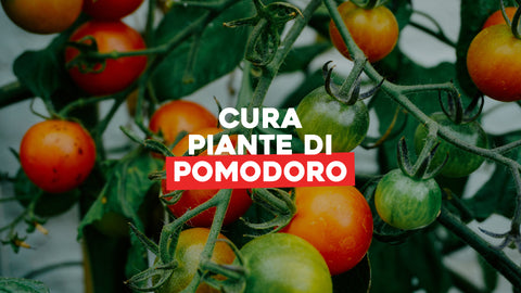 Cura delle piante di pomodoro: consigli utili
