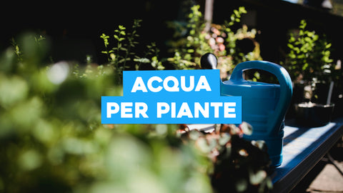 Acqua per Piante: La Chiave per una Fioritura Rigogliosa
