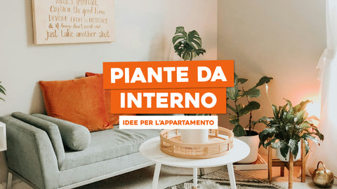 Composizione piante da appartamento: i nostri consigli