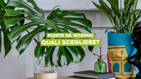 Piante da Appartamento Quali Scegliere: Guida alla Selezione Perfetta
