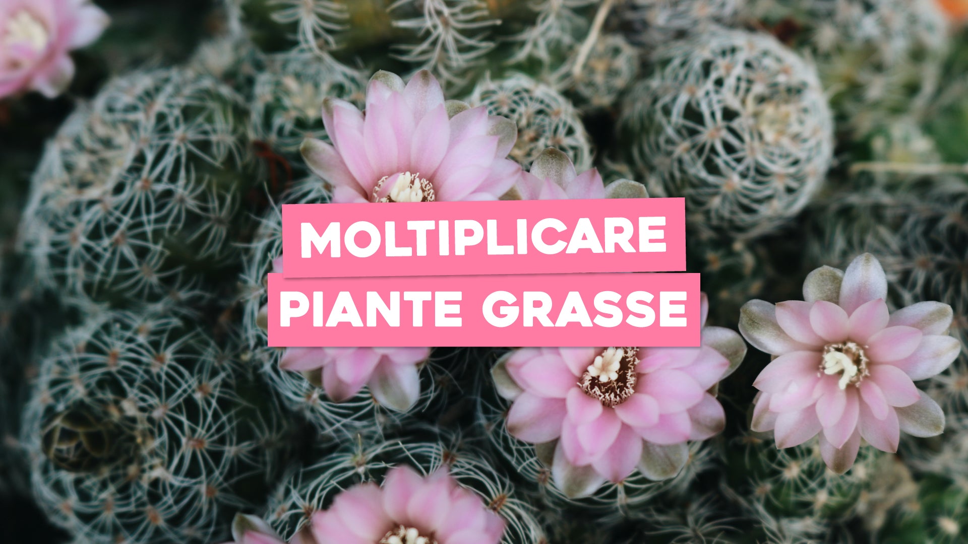 Moltiplicare Piante Grasse: Tecniche di Propagazione per una Collezion