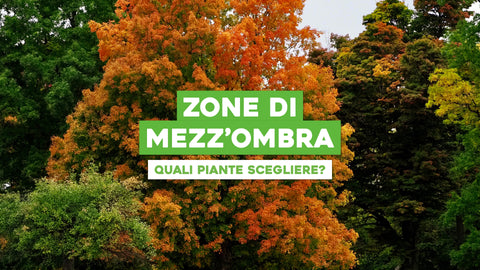 Piante da Giardino Mezz Ombra: Soluzioni Verdi per Spazi Ombrosi