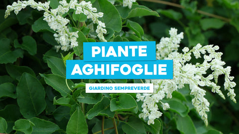 Piante Aghifoglie: Un Tocco di Verde Persistente nel Tuo Giardino