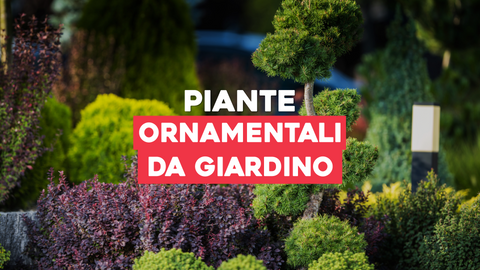 Belle piante ornamentali: Scopri le varietà più affascinanti per il tuo giardino