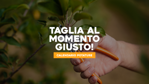 Calendario Potatura Piante: Guida Completa per un Giardino Perfetto
