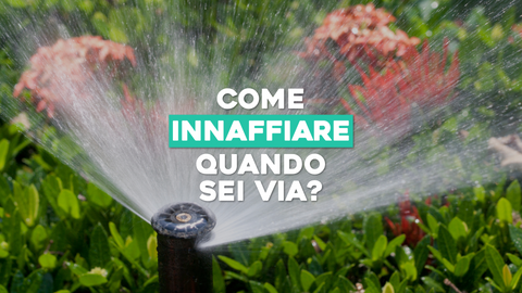 Come Bagnare le Piante Quando si Va in Vacanza: Consigli Pratici