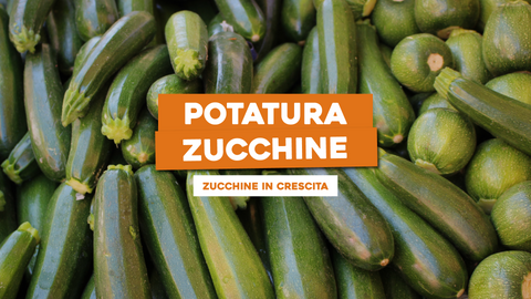 Come Potare le Piante di Zucchine: Consigli per una Buona Crescita