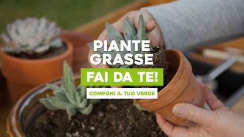 Composizione di Piante Grasse Fai-da-Te: Creatività Senza Limiti