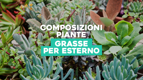 Composizioni Piante Grasse da Esterno: Verde che Decora