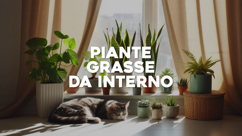 Cura Piante Grasse da Appartamento: Consigli per una Bellezza Succulenta Indoor
