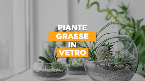 Composizioni Piante Grasse in Vetro: Eleganza Trasparente
