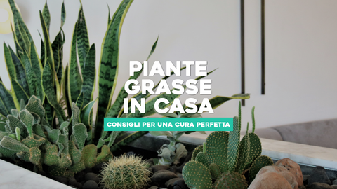 Composizioni Piante Grasse da Interno: Bellezza in Casa Tua