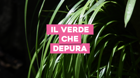 Piante Depurative: Verde che Pulisce l'Aria e la Tua Casa