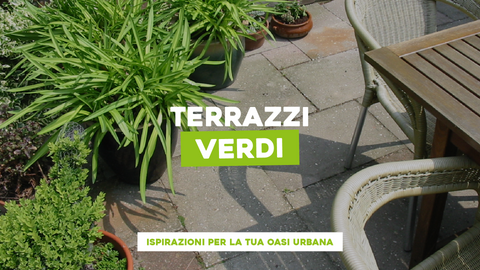 Piante e Fiori per Terrazzi: Idee per Decorare gli Spazi Esterni