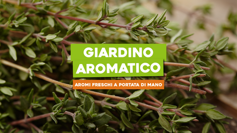 Giardino Piante Aromatiche: Aromi Freschi a Portata di Mano