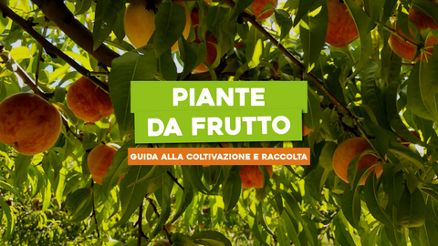 Le Piante da Frutto: Guida alla Coltivazione e alla Raccolta