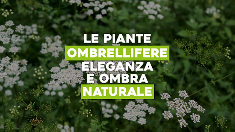 Ombrellifere Piante: Eleganza e Ombra Naturale nel Tuo Spazio
